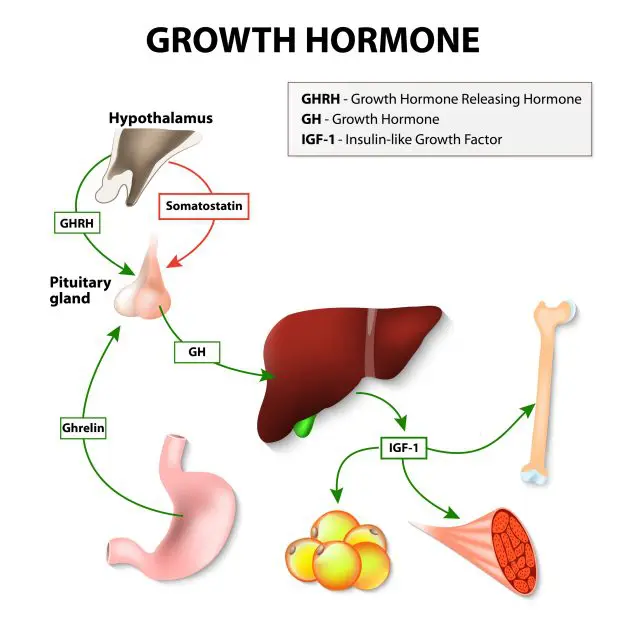 growth hormone hgh