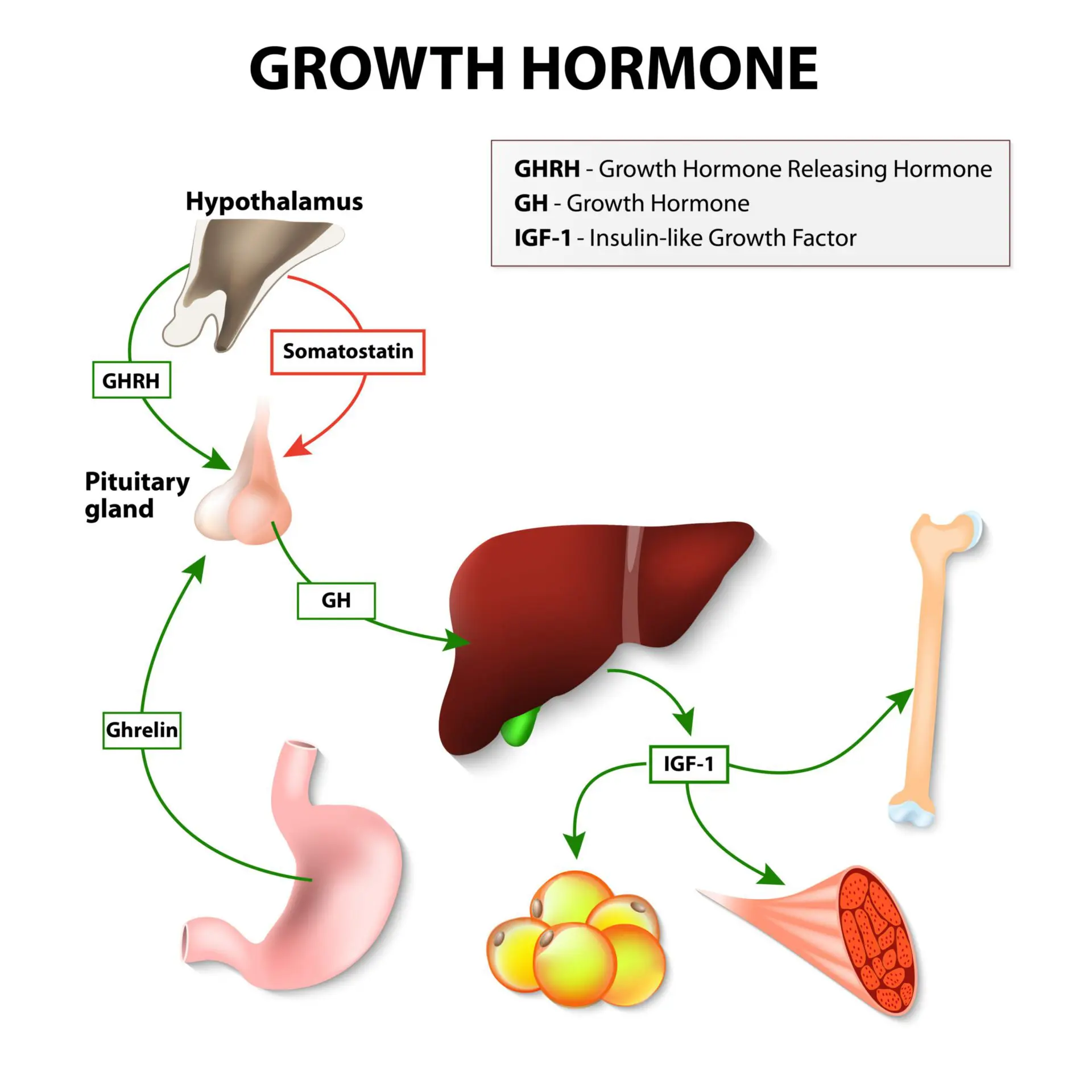 growth hormone hgh