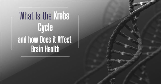 What Is the Krebs Cycle and how Does it Affect Brain Health