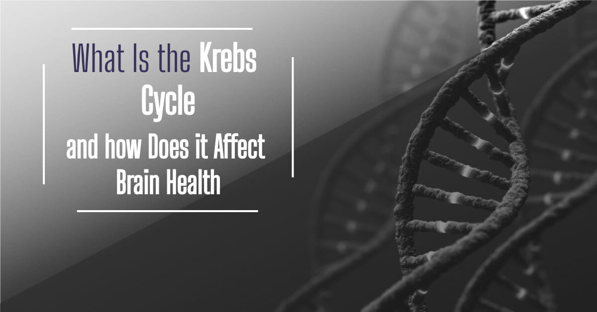 What Is the Krebs Cycle and how Does it Affect Brain Health