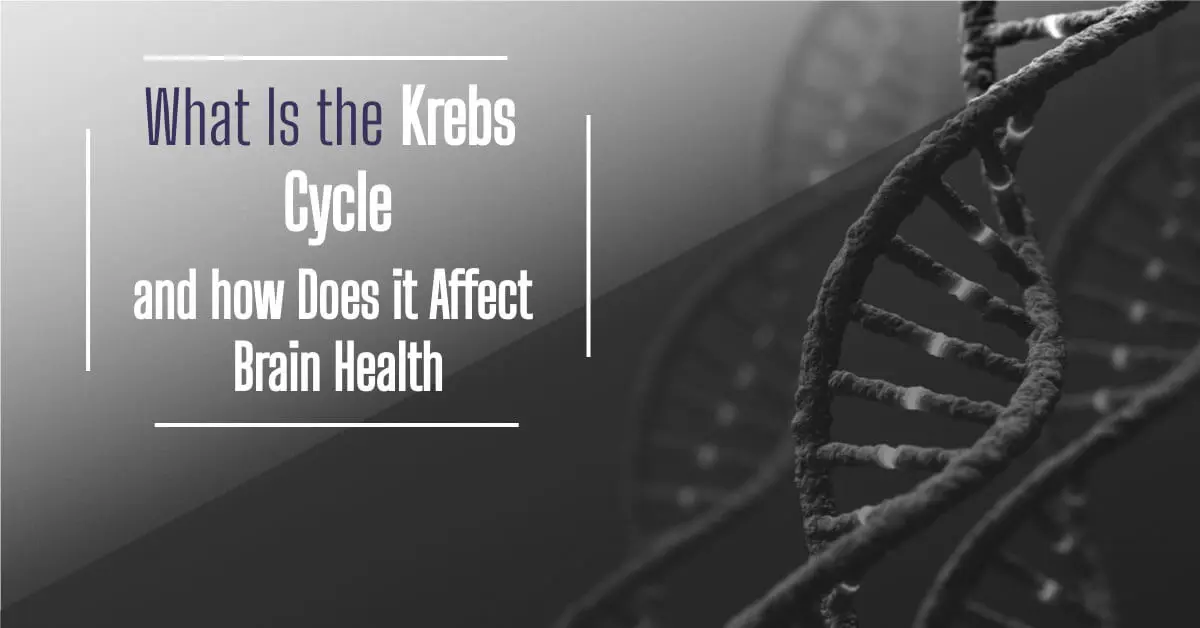 What Is the Krebs Cycle and how Does it Affect Brain Health