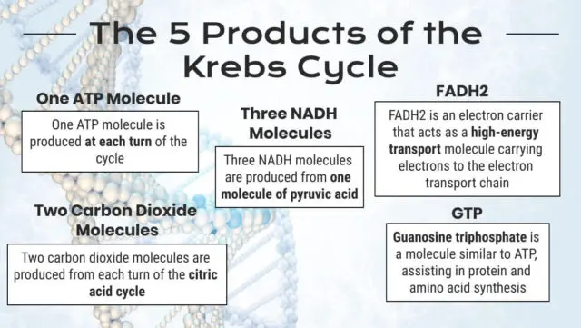 krebs cycle 