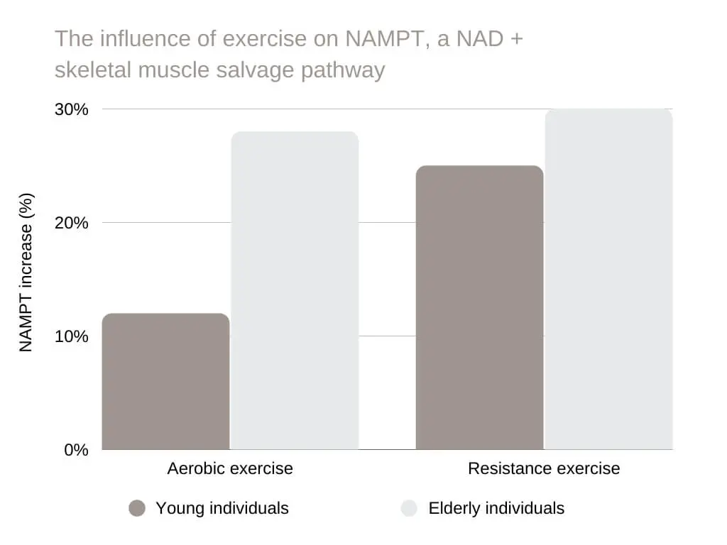 nicotinamide riboside The influence of exercise on NAMPT, a NAD + skeletal muscle salvage pathway